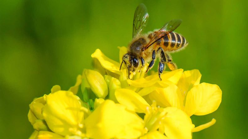 減少するミツバチ！経済、産業に与える深刻な影響とは？